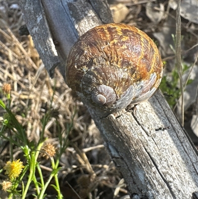 Cornu aspersum (Common Garden Snail) at Aranda, ACT - 6 Dec 2024 by Jubeyjubes