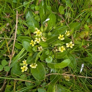 Goodenia montana (Mountain Velleia) at Mount Clear, ACT by EmmaCook