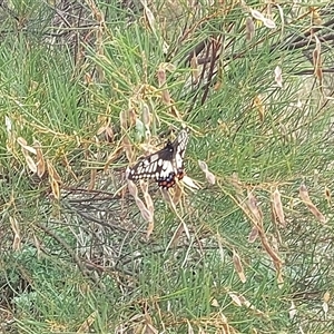 Papilio anactus (Dainty Swallowtail) at Kambah, ACT by GirtsO