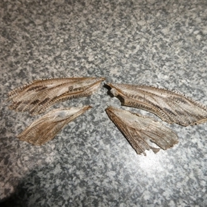 Endoxyla (genus) (Unknown Wood Moth) at Charleys Forest, NSW by arjay