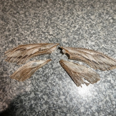 Endoxyla (genus) (Unknown Wood Moth) at Charleys Forest, NSW - 6 Dec 2024 by arjay