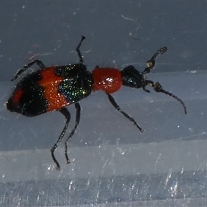 Dicranolaius bellulus at Charleys Forest, NSW - suppressed