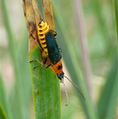 Chauliognathus tricolor (Tricolor soldier beetle) at West Hobart, TAS - 6 Dec 2024 by VanessaC