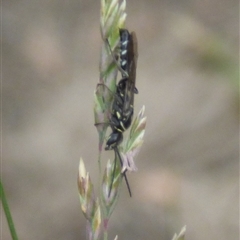 Thynnidae (Family) at West Hobart, TAS - 6 Dec 2024 by VanessaC