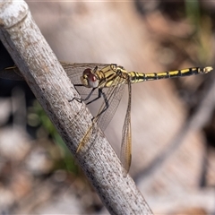 Orthetrum caledonicum (Blue Skimmer) at Penrose, NSW - 4 Dec 2024 by Aussiegall