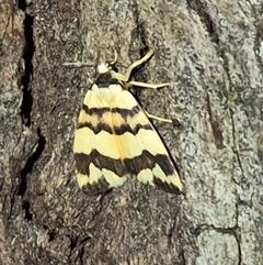 Termessa zonophanes (Double Yellow-patched Footman) at Bungendore, NSW - 6 Dec 2024 by clarehoneydove