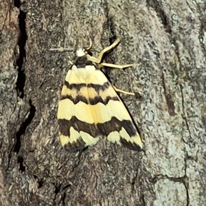 Termessa zonophanes (Double Yellow-patched Footman) at Bungendore, NSW by clarehoneydove