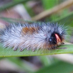 Anthela (genus) (An Anthelid moth) at West Hobart, TAS - 10 Dec 2024 by VanessaC