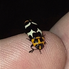 Episcaphula pictipennis (Fungus Beetle) at Bungendore, NSW - 6 Dec 2024 by clarehoneydove