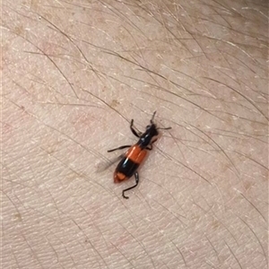 Unidentified Checkered Beetles (Cleridae) at Bungendore, NSW by clarehoneydove