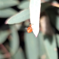 Lemidia hilaris (A checkered beetle) by clarehoneydove