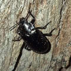 Phanechloros punctipennis at Bungendore, NSW - 6 Dec 2024 by clarehoneydove