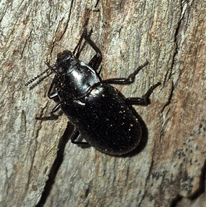 Phanechloros punctipennis at Bungendore, NSW by clarehoneydove