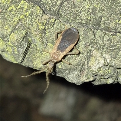 Aradidae sp. (family) at Bungendore, NSW - 6 Dec 2024 by clarehoneydove