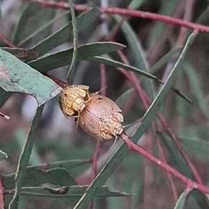 Paropsis atomaria at Bungendore, NSW - suppressed