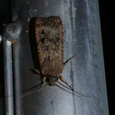 Agrotis infusa (Bogong Moth, Common Cutworm) at Freshwater Creek, VIC - 16 Apr 2020 by WendyEM