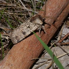 Agrotis porphyricollis (Variable Cutworm) at Freshwater Creek, VIC - 15 Apr 2020 by WendyEM