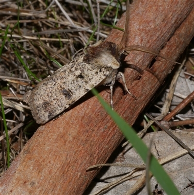 Agrotis porphyricollis (Variable Cutworm) at Freshwater Creek, VIC - 15 Apr 2020 by WendyEM