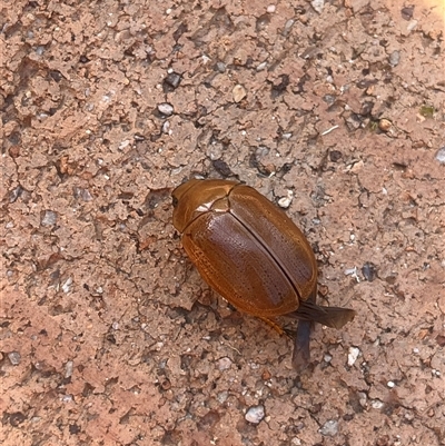 Anoplognathus sp. (genus) at Weetangera, ACT - 6 Dec 2024 by Spar