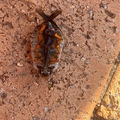 Anoplognathus sp. (genus) at Weetangera, ACT - suppressed