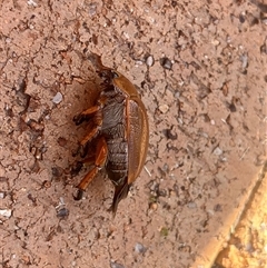 Anoplognathus sp. (genus) at Weetangera, ACT - suppressed