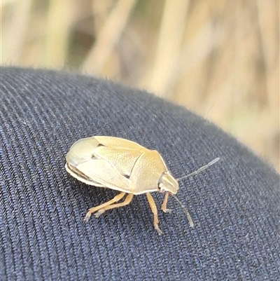 Pentatomidae (family) (Shield or Stink bug) at Bungendore, NSW - 6 Dec 2024 by clarehoneydove