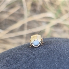 Pentatomidae (family) at Bungendore, NSW - 6 Dec 2024 05:33 PM