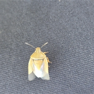 Pentatomidae (family) at Bungendore, NSW - 6 Dec 2024 05:33 PM