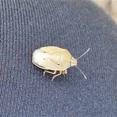 Pentatomidae (family) at Bungendore, NSW - 6 Dec 2024 05:33 PM