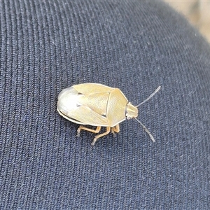 Pentatomidae (family) at Bungendore, NSW - 6 Dec 2024 05:33 PM