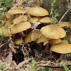 Armillaria luteobubalina (Australian Honey Fungus) at Uriarra Village, ACT - 14 May 2024 by KenT