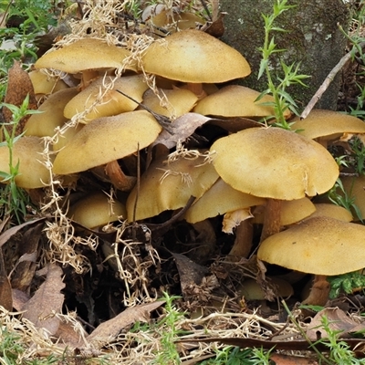 Armillaria luteobubalina (Australian Honey Fungus) at Uriarra Village, ACT - 14 May 2024 by KenT