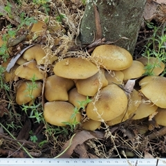 Armillaria luteobubalina at Uriarra Village, ACT - 14 May 2024