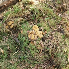 Armillaria luteobubalina at Uriarra Village, ACT - 14 May 2024