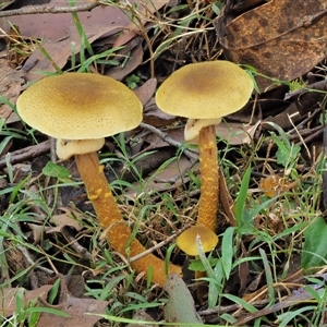 Armillaria luteobubalina at Uriarra Village, ACT - 14 May 2024