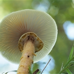 Armillaria luteobubalina at Uriarra Village, ACT - 14 May 2024