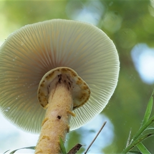 Armillaria luteobubalina at Uriarra Village, ACT - 14 May 2024