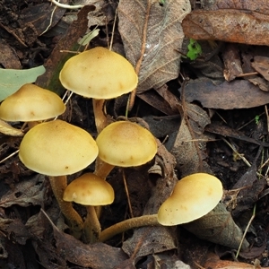 Armillaria luteobubalina at Uriarra Village, ACT - 14 May 2024