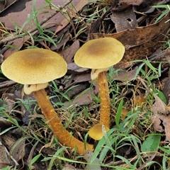 Armillaria luteobubalina at Uriarra Village, ACT - 14 May 2024