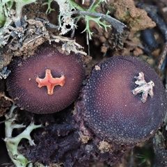 Calostoma fuscum (Common Prettymouth) at Uriarra Village, ACT - 14 May 2024 by KenT