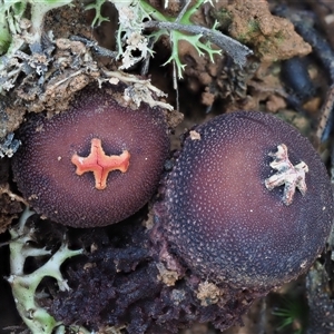 Calostoma fuscum at Uriarra Village, ACT - 14 May 2024