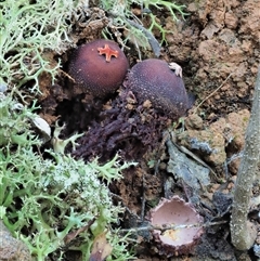 Calostoma fuscum at Uriarra Village, ACT - 14 May 2024