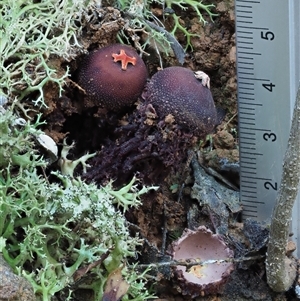 Calostoma fuscum at Uriarra Village, ACT - 14 May 2024