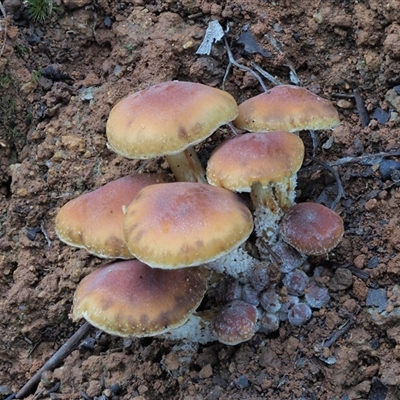 Hypholoma fasciculare (Hypholoma fasciculare) at Uriarra Village, ACT - 14 May 2024 by KenT