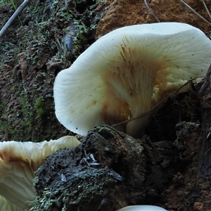 Omphalotus nidiformis at Uriarra Village, ACT - 14 May 2024 02:43 PM