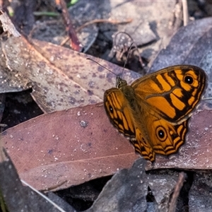 Geitoneura acantha at Penrose, NSW by Aussiegall