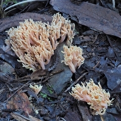 Ramaria sp. (A Coral fungus) at Uriarra Village, ACT - 14 May 2024 by KenT