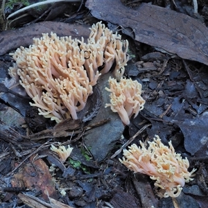 Ramaria sp. at Uriarra Village, ACT - 14 May 2024