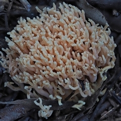 Ramaria sp. at Uriarra Village, ACT - 14 May 2024