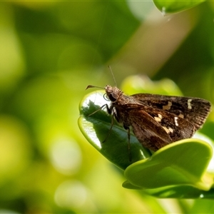 Toxidia doubledayi at Penrose, NSW by Aussiegall